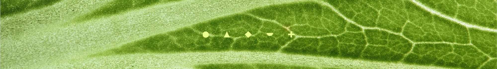 Close-up of a green leaf with detailed veins